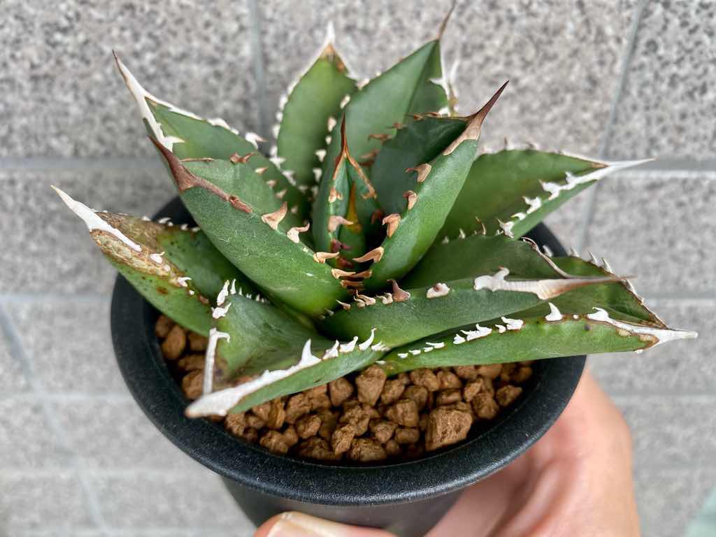 成長記録】アガベ チタノタ FO76(Agave titanota fo76) | KAI plants
