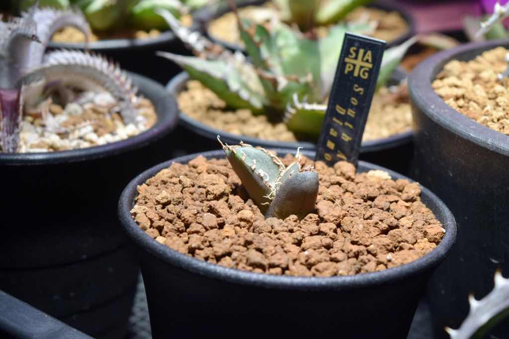 成長記録】アガベ チタノタ 南アフリカダイヤモンド | KAI plants