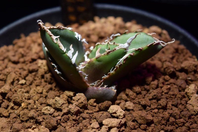 成長記録】アガベ チタノタ 南アフリカダイヤモンド | KAI plants