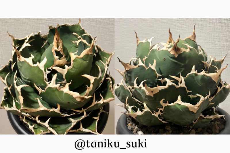 品種紹介：アガベ チタノタ “白鯨” (Agave Titanota “White Whale
