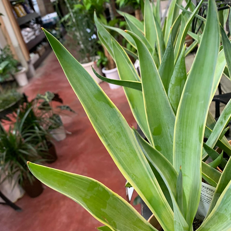 アガベの中でもスタイリッシュな品種の アガベ アングスティフォリア