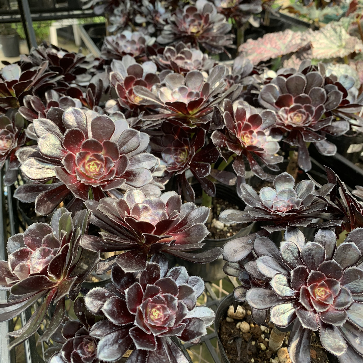 冬型多肉の代表 アエオニウム黒法師 – 福井のフラワーショップ「開花園」