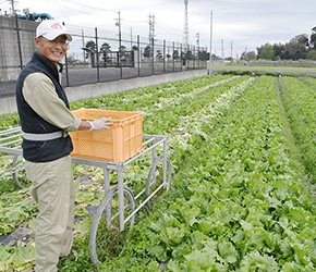 静岡県吉田町のレタスを訪ねて｜カテエネ｜中部電力ミライズが運営する