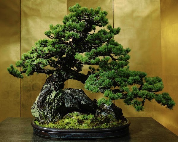 風景盆栽、石付きの五葉松 | 庭園デザイナー石原和幸