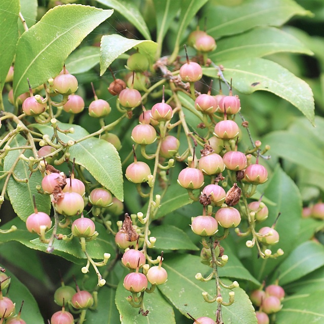 曲線美。曲線。曲。山採りアセビ。 【公式通販】