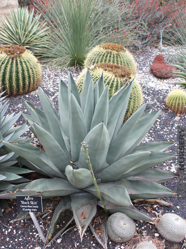 xl Fat Leaf Sharkskin Agave – Kens-Nursery