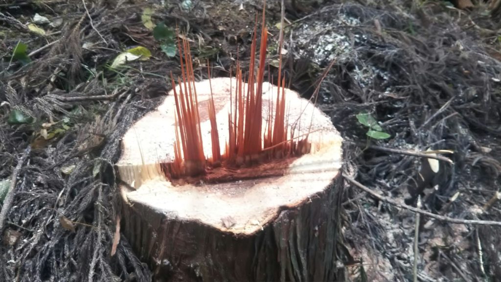 チェーンソーが縦引きが苦手な理由【ノコギリと切り屑から考えてみる