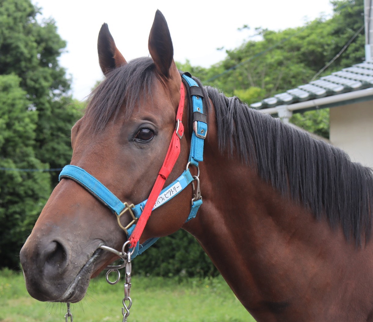 ドバウィビクトリー Dubawi Victory 牡 5歳 ※中央競馬 登録抹消