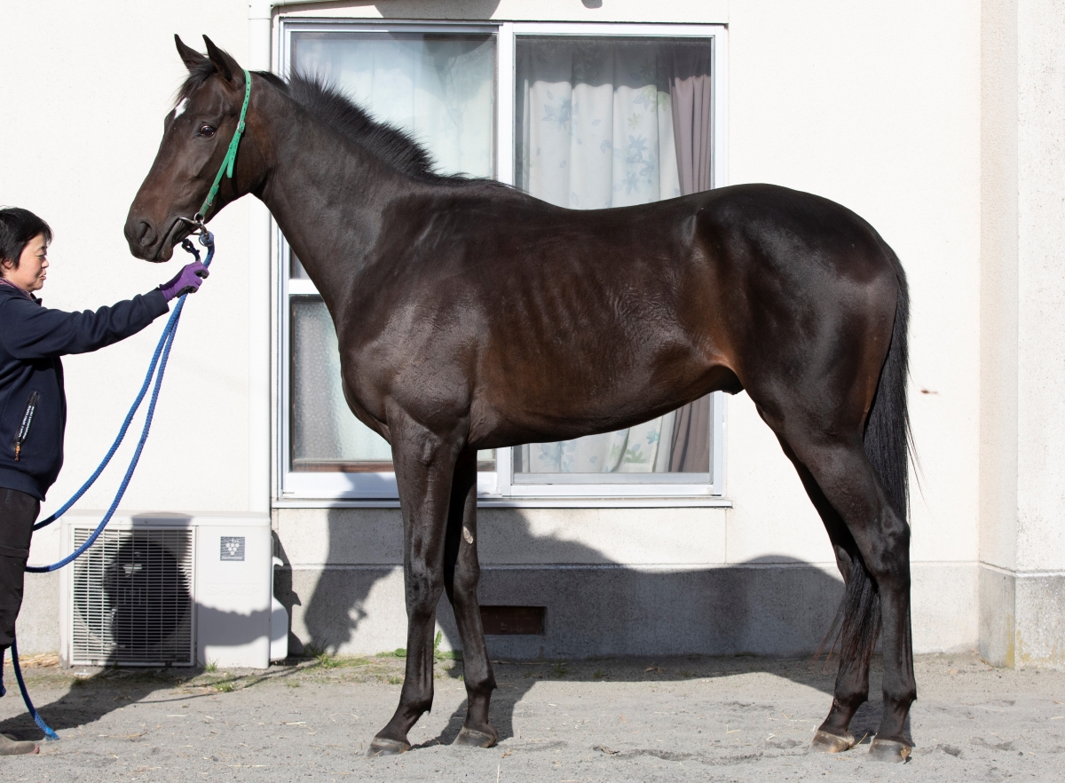 洋書 フランス語 馬 販売情報 Deauville 競馬 ドーヴィル 2002