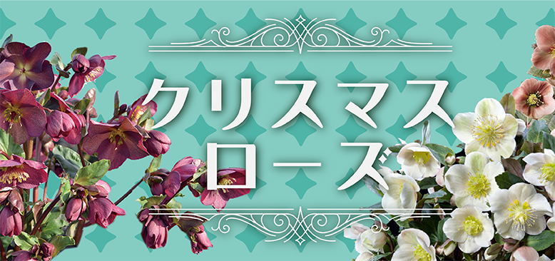 HGC雪の妖精ケイティ]クリスマスローズ苗(2510ch) | バラと庭あそび