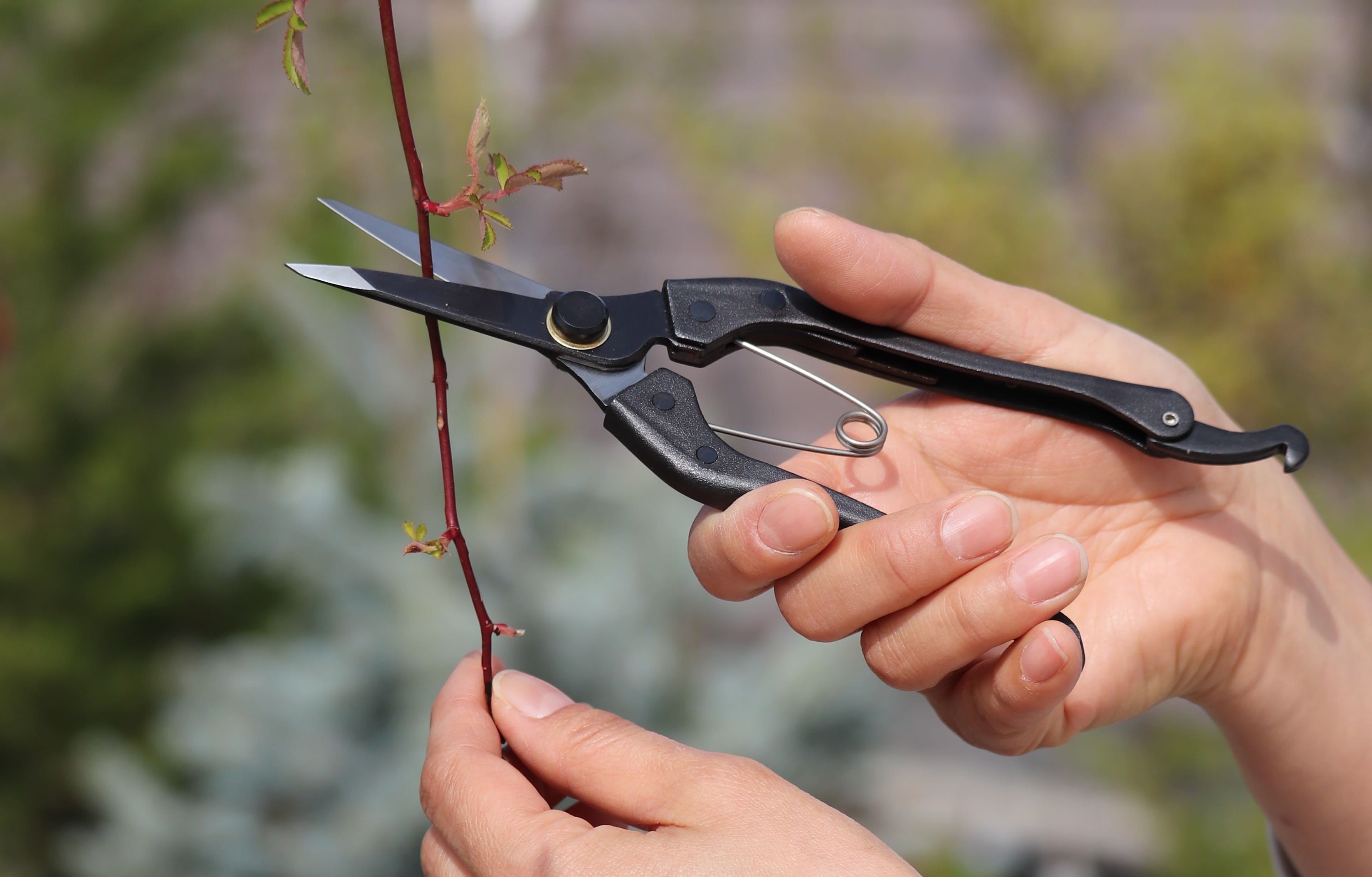 片刃芽切り鋏180mmショートハンドルKUROCO｜バラと庭あそび京阪園芸