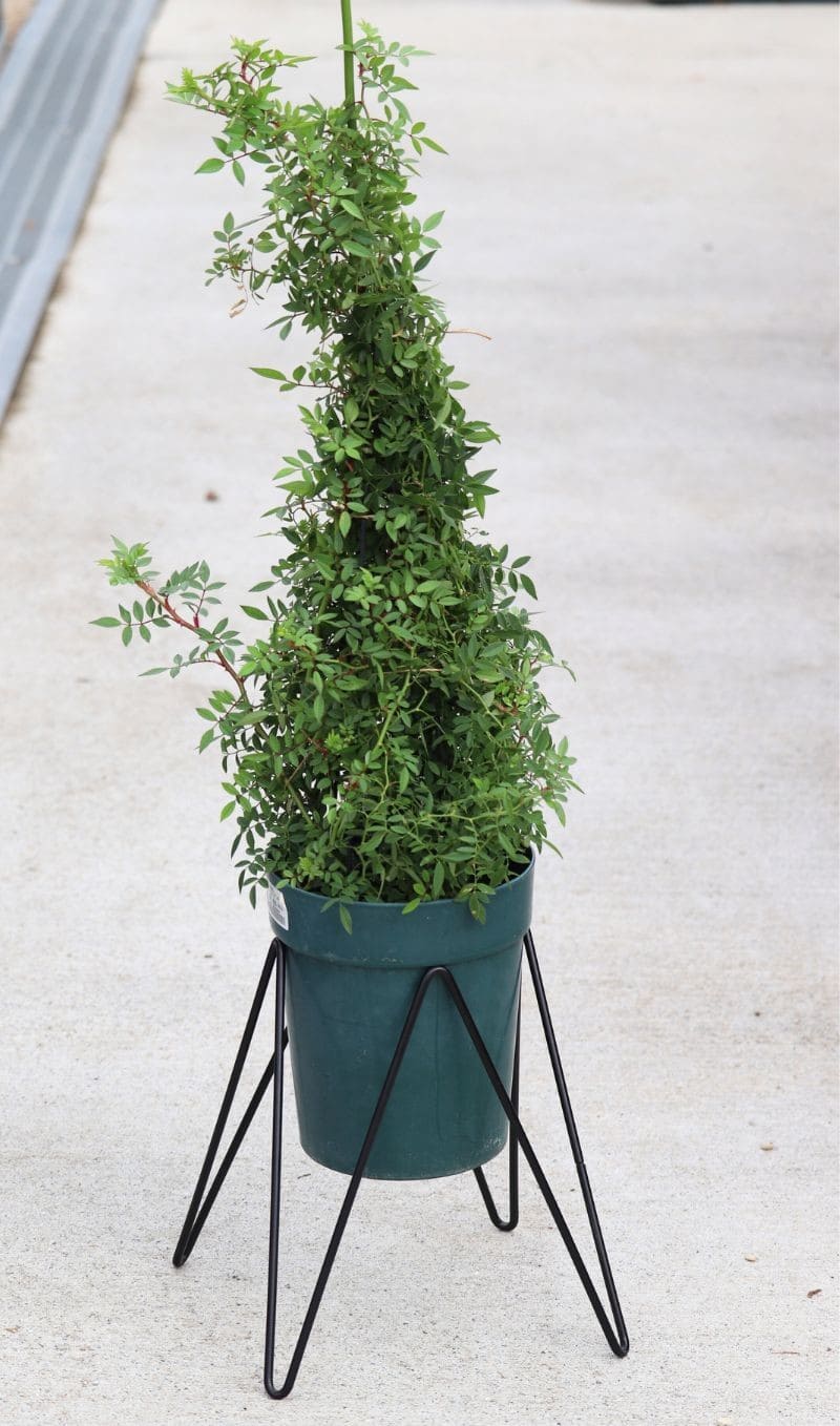 6号用鉢スタンドマジックスクエアスタンド｜バラと庭あそび京阪園芸