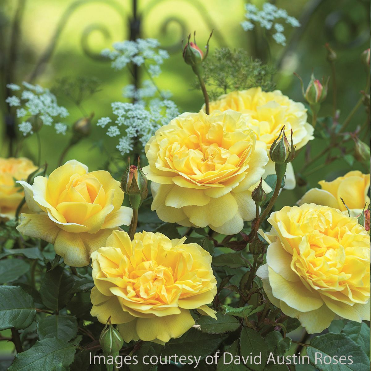 ザポエッツワイフ]鉢苗A/バラ(2603)｜バラと庭あそび京阪園芸公式ショップ