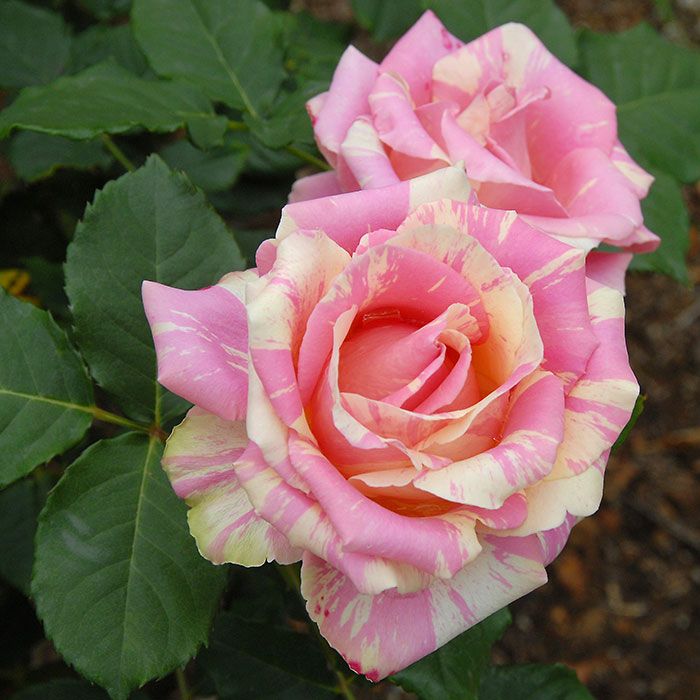 複色(覆輪・絞り) のバラを探す｜バラと庭あそび京阪園芸公式ショップ 通販