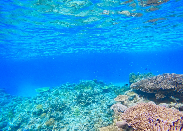 世界を魅了するケラマブルーとは？慶良間諸島の魅力＆おすすめの
