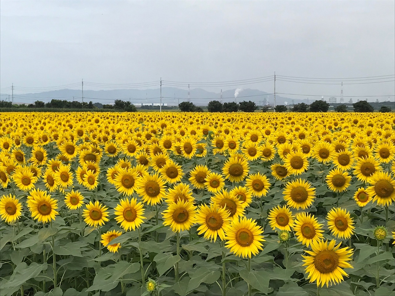 7月15日ひまわり畑「A」が満開、見頃です | 道の駅笠岡ベイファーム