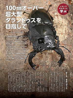 ビークワ97号（BE・KUWA） 2025年クワガタ飼育レコードコンテスト!!