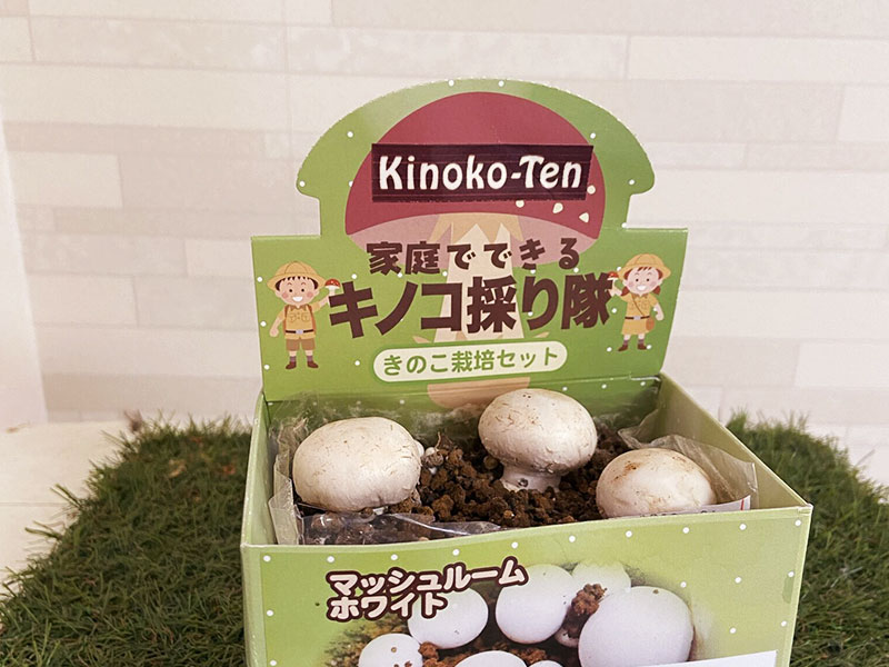 オーダー・販売 - きのこ専門 kinoko-Ten | しいたけ栽培キット販売