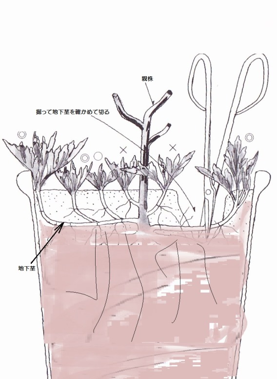 大菊3本仕立て～冬至芽分け: キク 花の育て方
