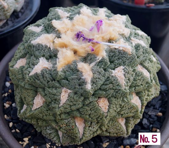 ゴジラ亀甲牡丹・実生 - カクタス キキ