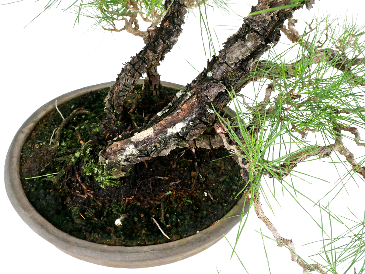 2407-3701 | 北関東盆栽組合