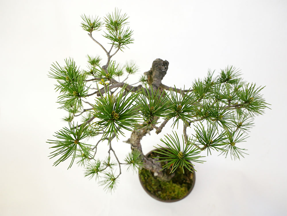 2104-1702 | 北関東盆栽組合