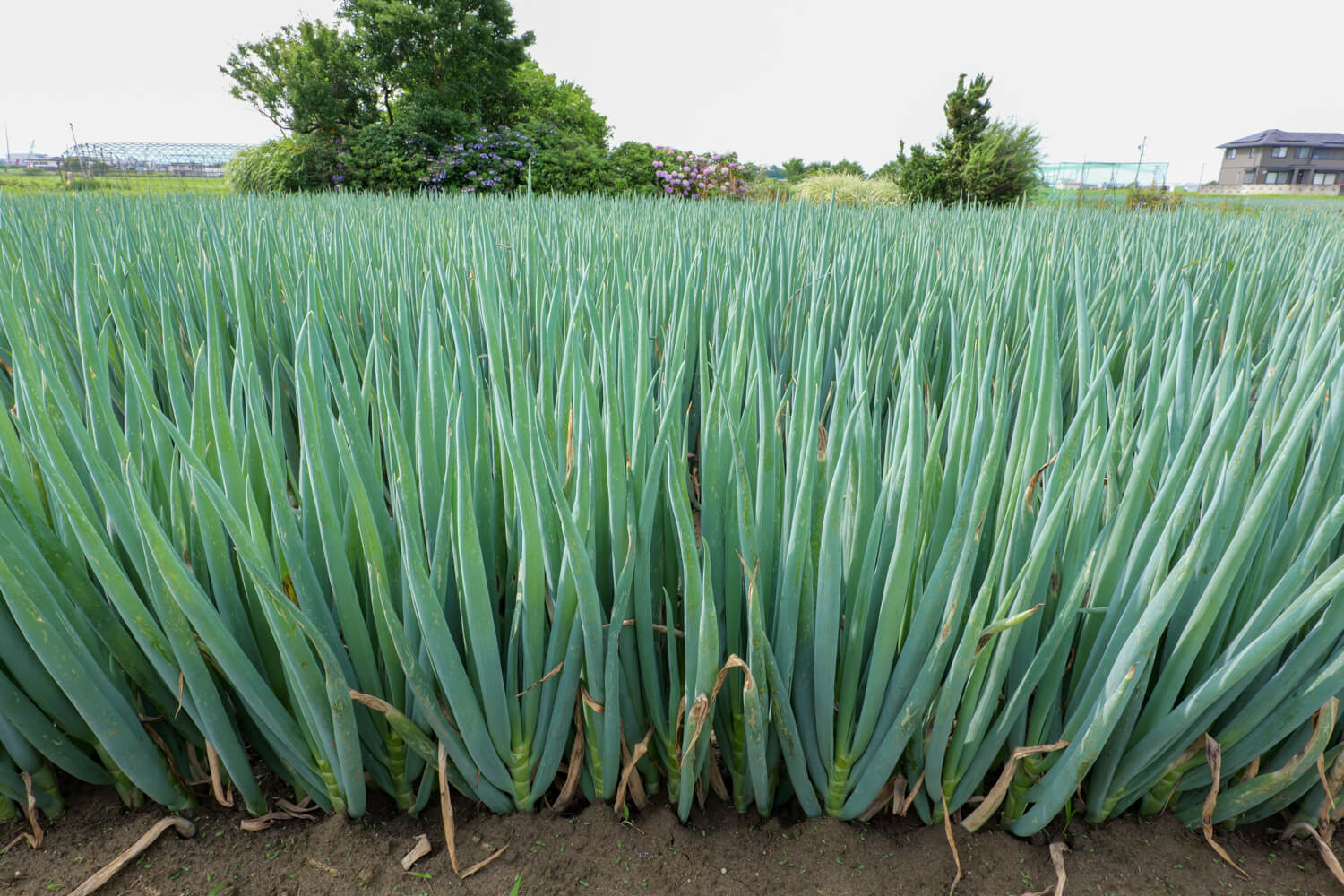 きたざわ農園株式会社 公式WEB | 三重県津市の白ネギ専業 甘蜜ねぎ