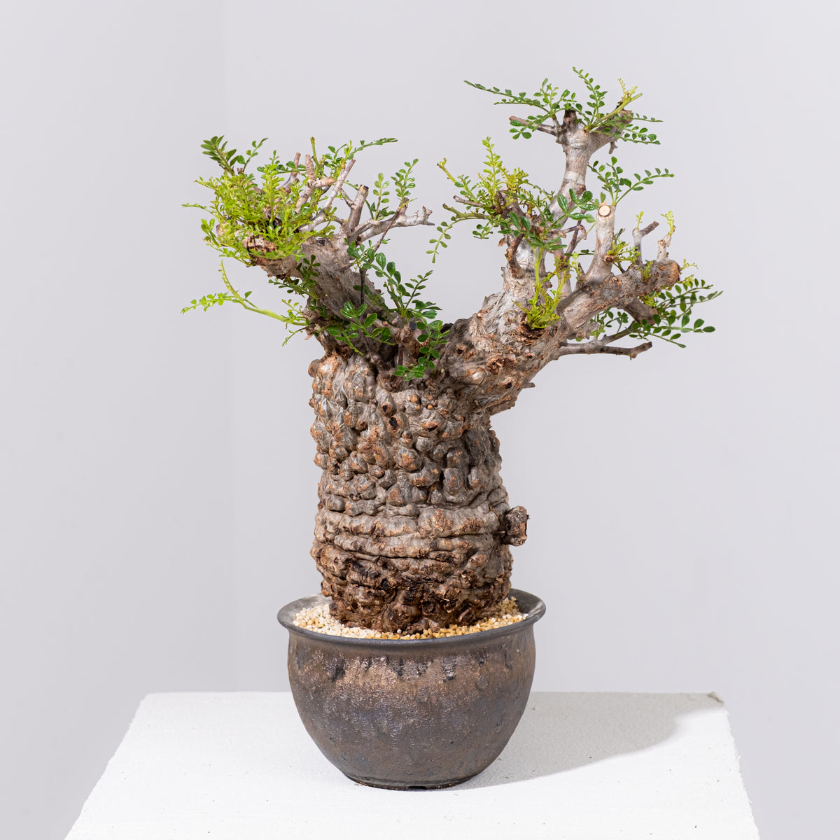 オペルクリカリア・パキプス / OPERCULICARYA PACHYPUS – KOMO