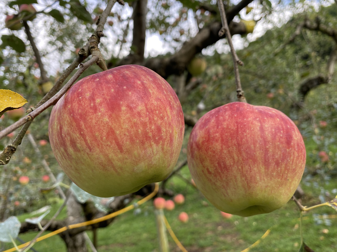 湖畔リンゴ園 | 観光スポット検索 | 高知県観光情報Webサイト「こうち