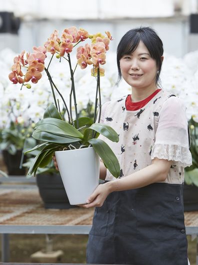 ミディ胡蝶蘭小輪サーフソング 3本立｜胡蝶蘭通販のベイサイドフラワー