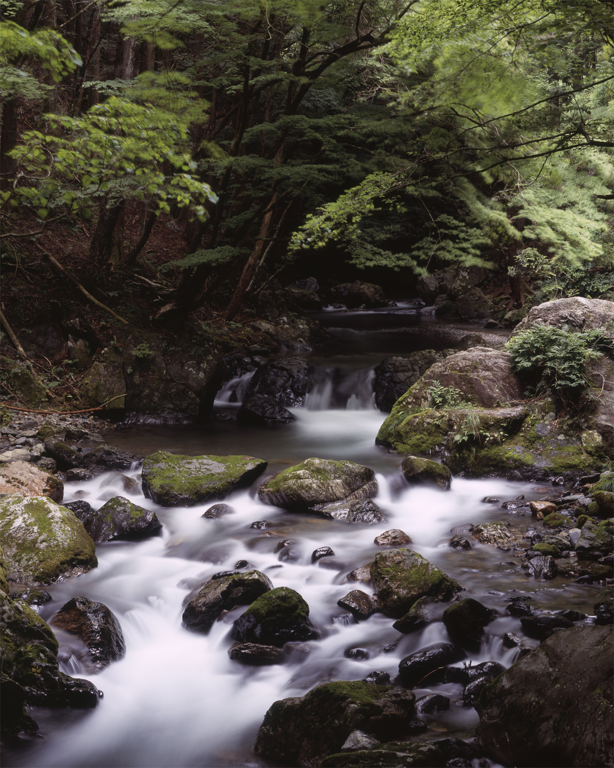 第133話 ローデンシュトック シロナーN Rodenstock Sironar-N 210mm 1