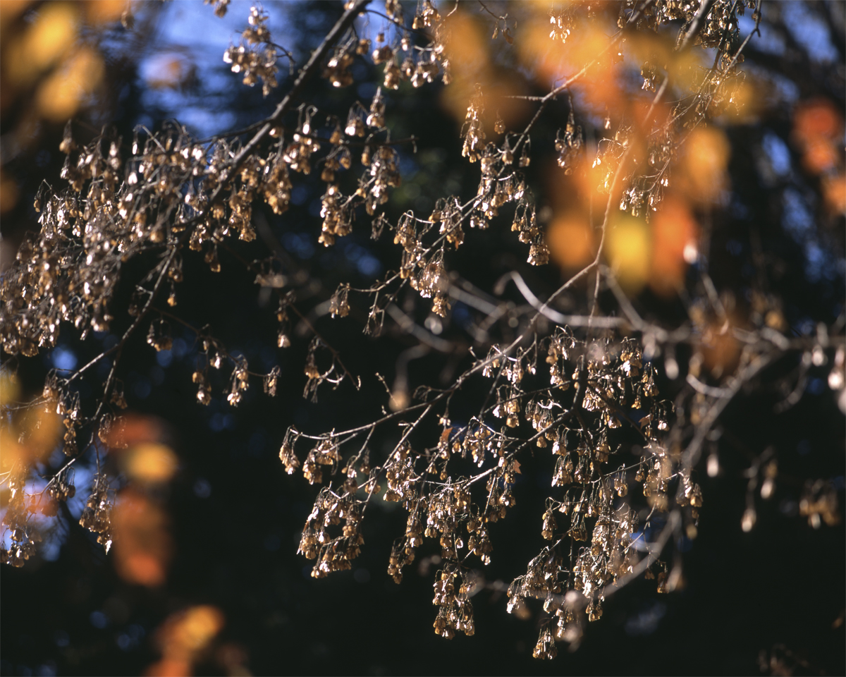 第139話 PENTAX 67用 中望遠レンズ smc PENTAX 67 200mm 1:4 – こ
