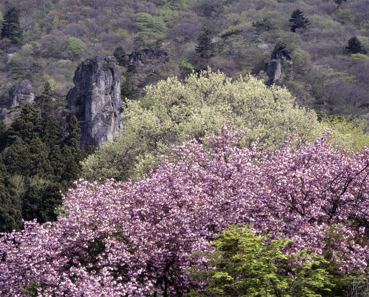 第54話 フジノン 大判レンズ FUJINON T 400mm 1:8 – こぼうしの写真と
