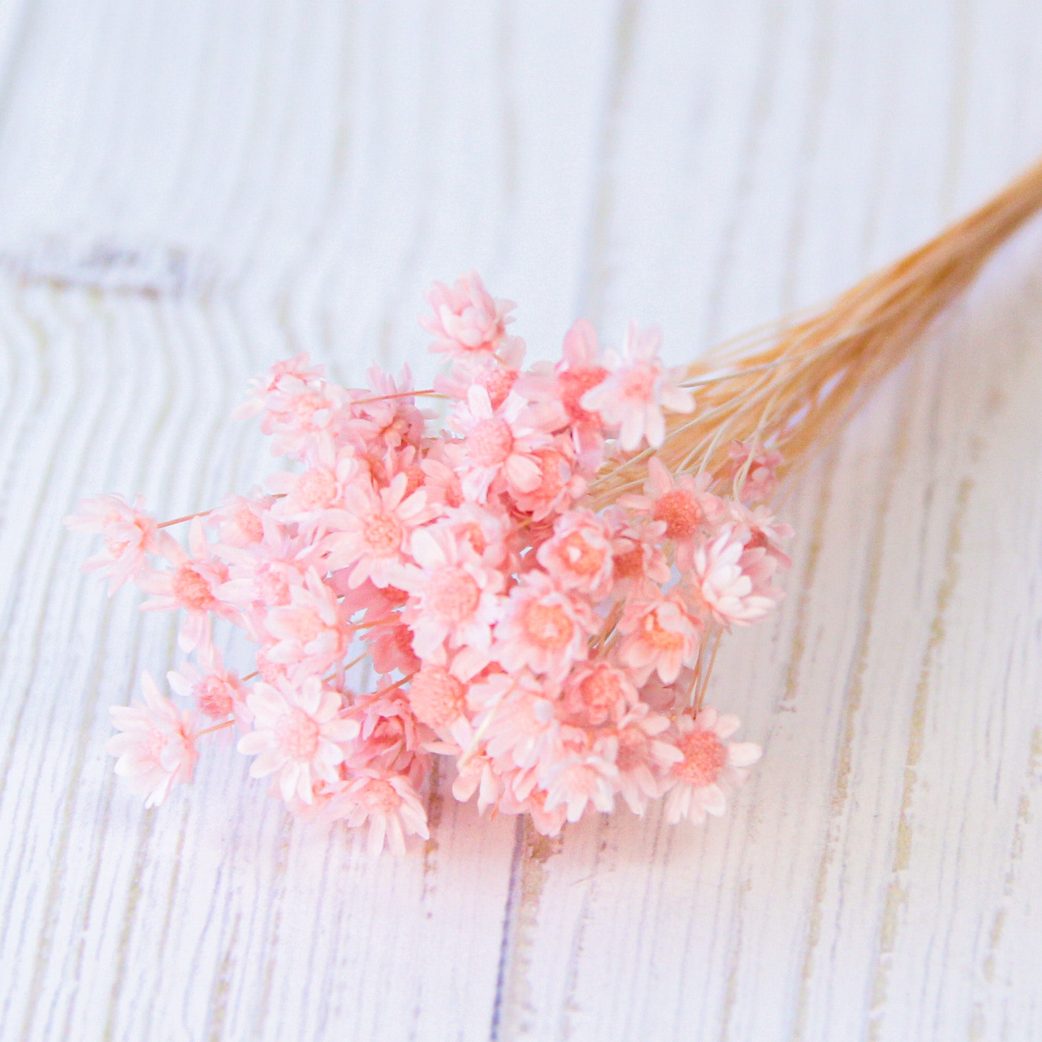 スターフラワーミニ ブライダルピンク《プリザーブドフラワー・花材