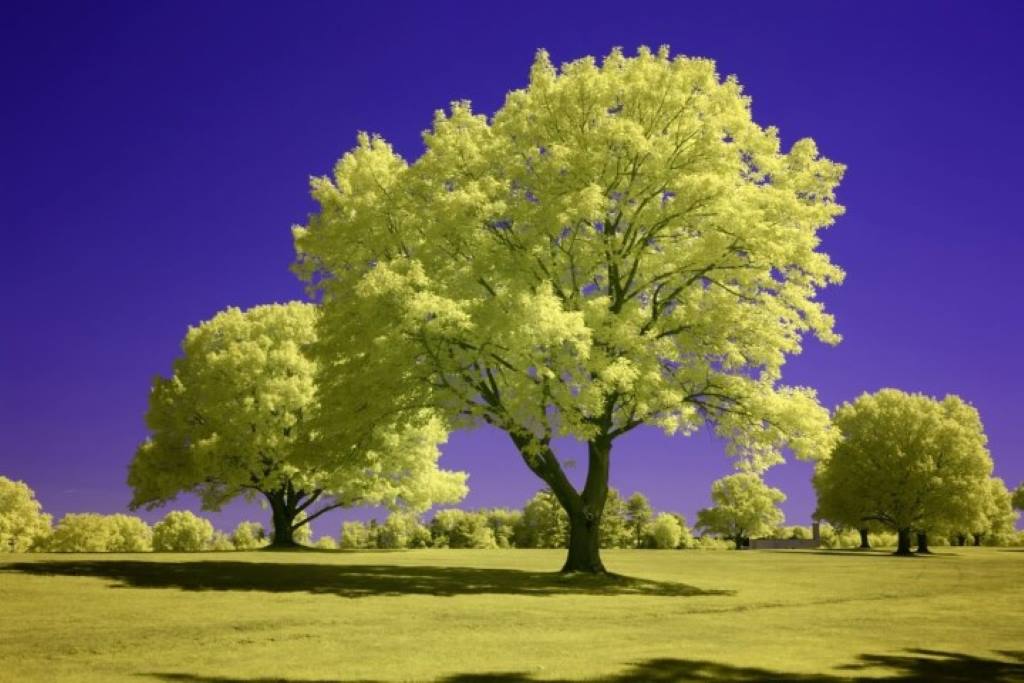 Sony A7S III Thin Filter and Infrared Converted Camera