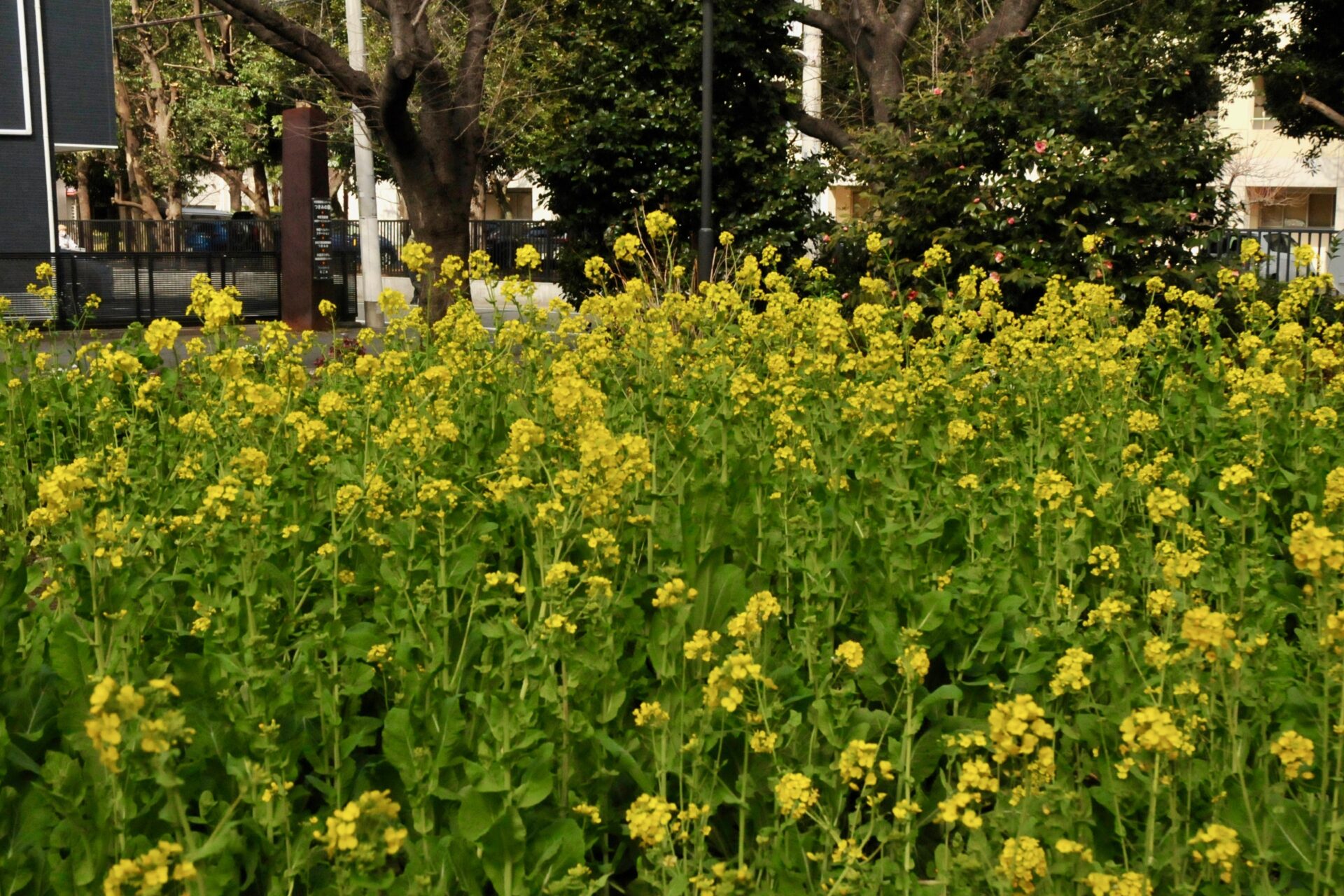 まろん通信Vol.3316 つきみの園の花壇に咲く菜の花 | まろん通信