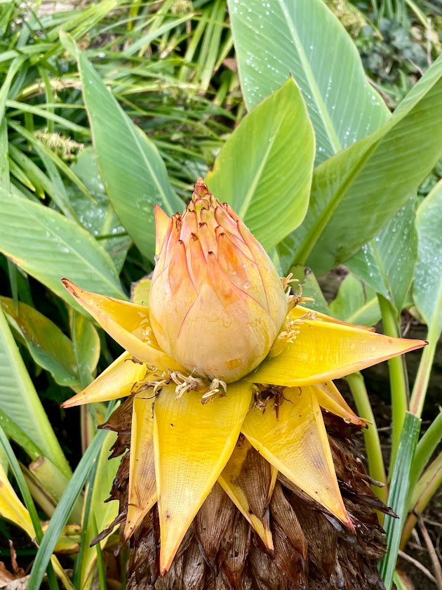 地涌金蓮（チユウキンレン） - 植木販売 造園施工 管理のことなら小泉園へ