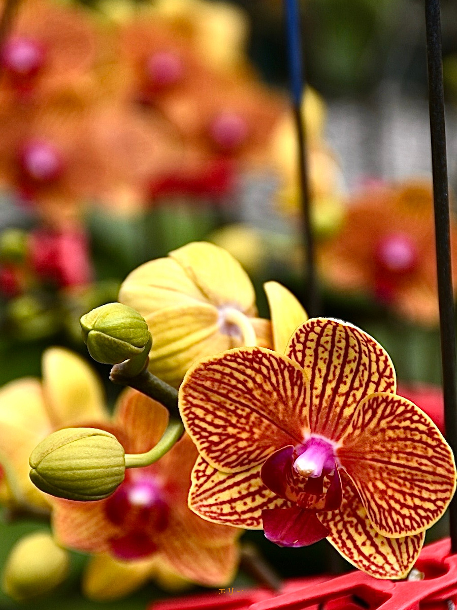 KOTA Photo ファレノ 黄 | 九州大田花き