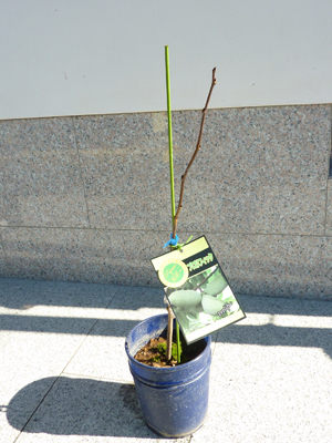 ポポー プロリフィック （接ぎ木・鉢入り）