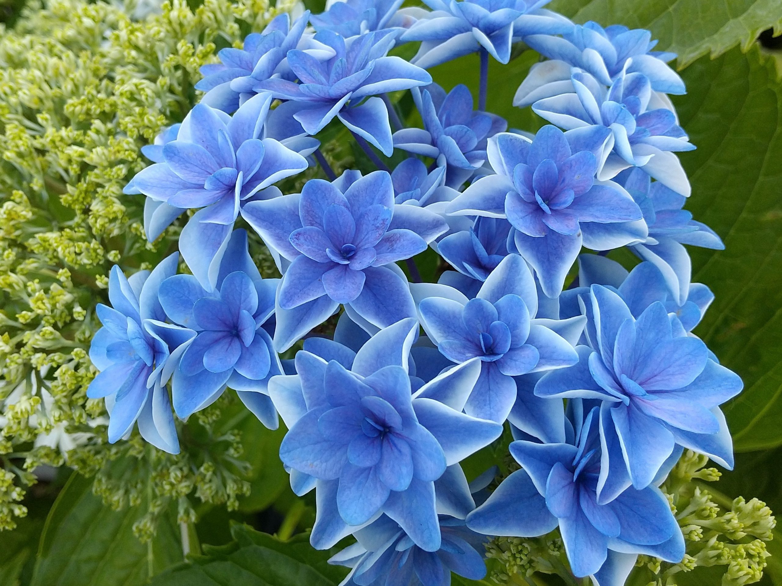 アジサイ「きらきら星」「ピーターパン」の開花｜2021年初夏