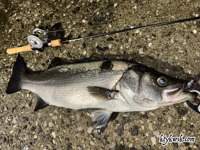 ufmウエダ BWS-68TB (2007 Spec) | ktykwsk.com