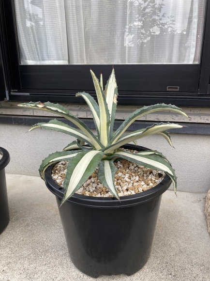 センチュリープラント（アガベ） - 国六木材