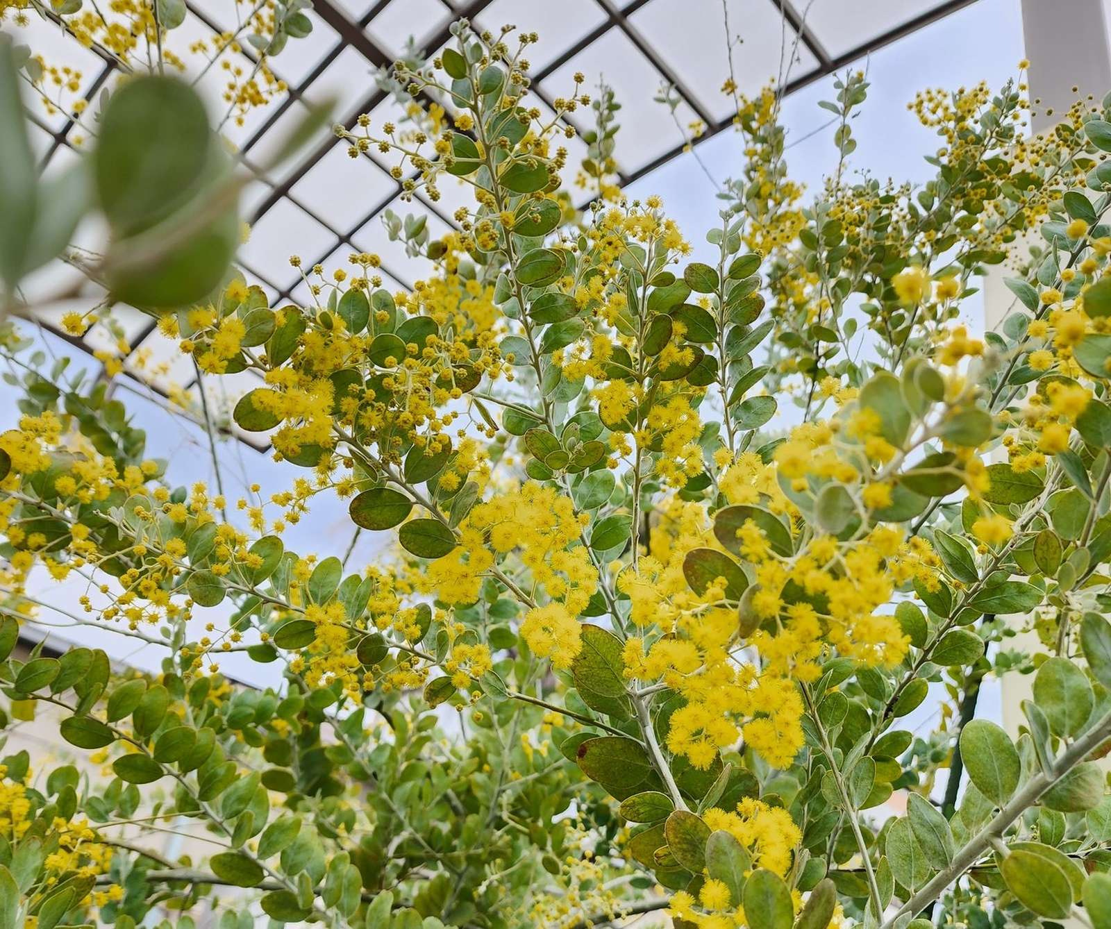 パールアカシア (アカシア・ポダリリーフォリア) – 育つ様子や育成例の