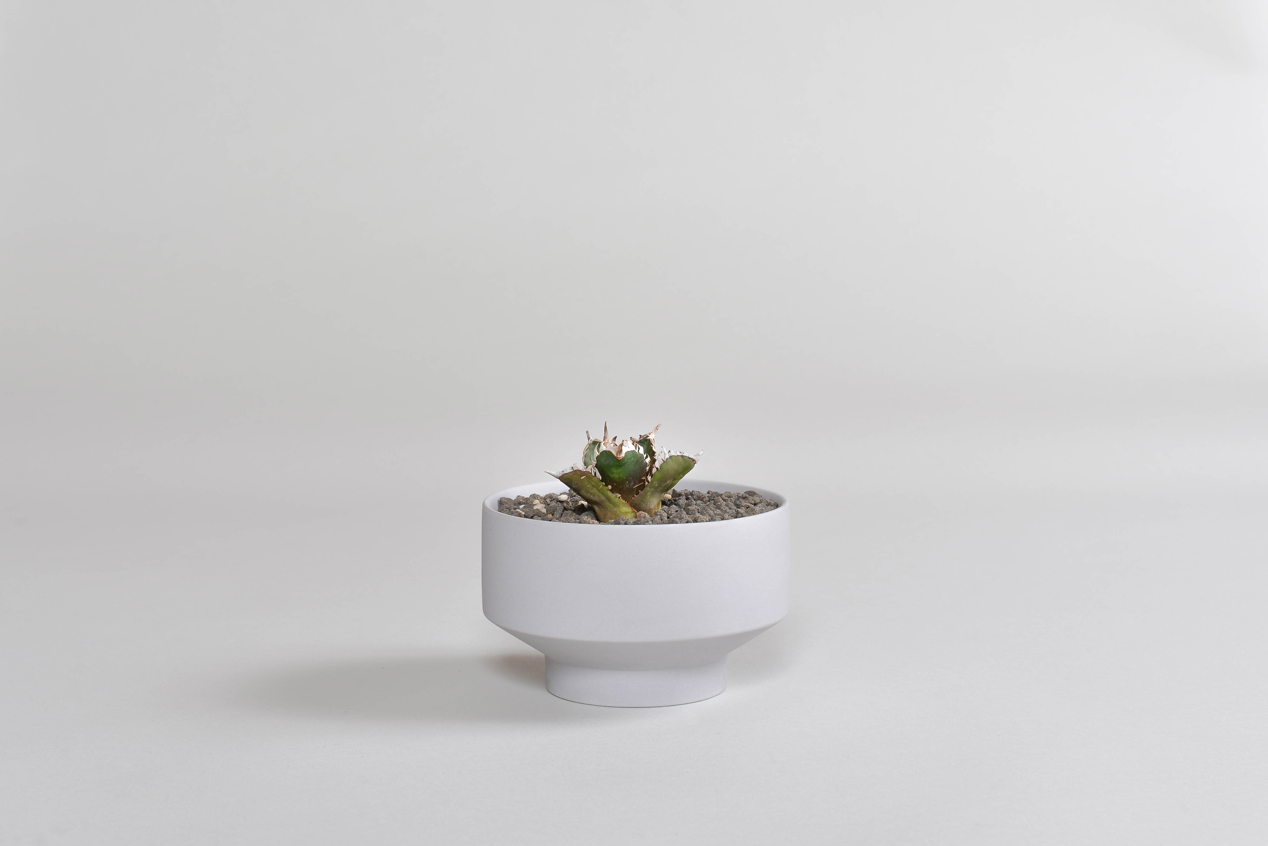 アガベ チタノタ｜レッドキャットウィーズル【ゴリ猫】 – 草物語｜公式