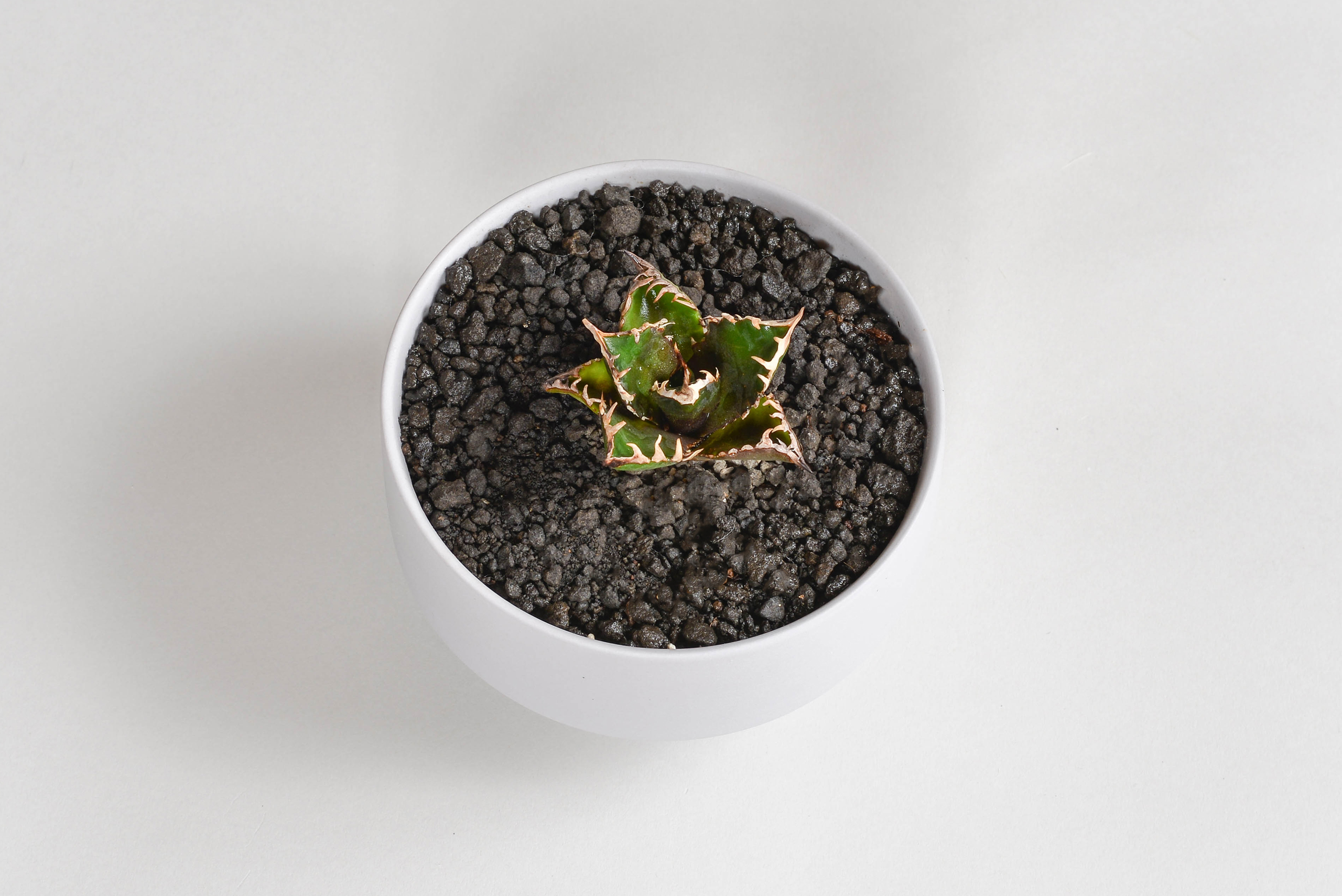 アガベ チタノタ｜レッドキャットウィーズル【ゴリ猫】 – 草物語｜公式