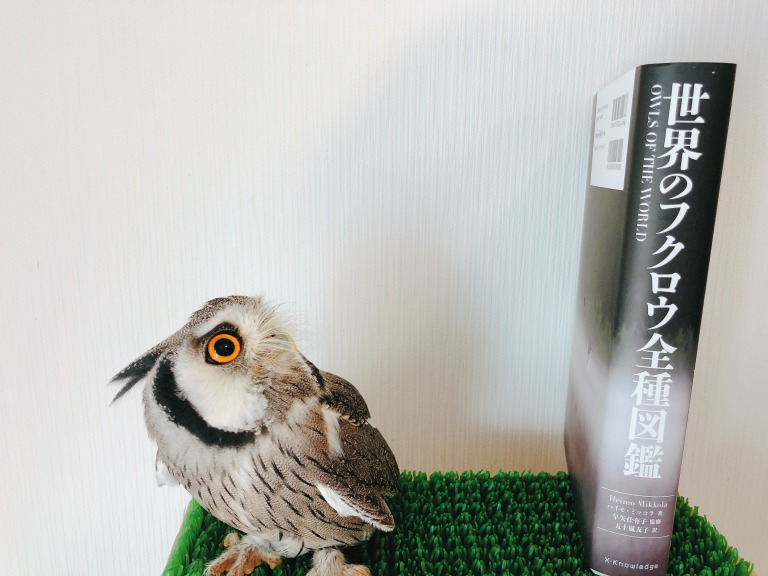 世界のフクロウ全種図鑑｜飼い主おすすめ！これ一冊でふくろう博士