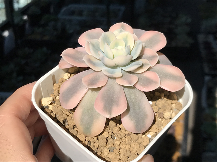 多肉植物 エケベリア マケベニア錦の特徴や成長記録｜育て方や増やし方