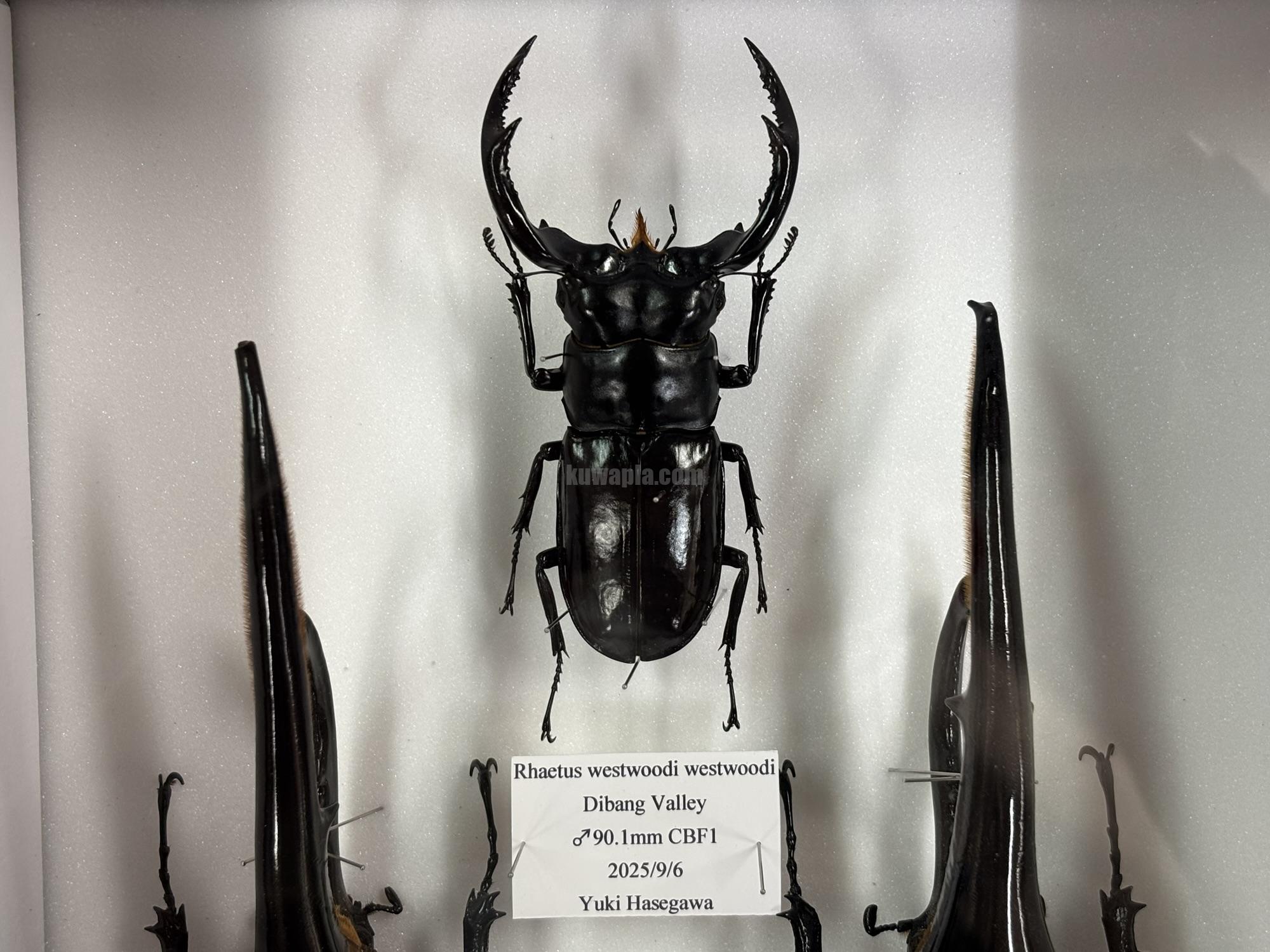 ウェストウッディオオシカクワガタ(原名亜種) 幼虫 | くわかぶプラネット