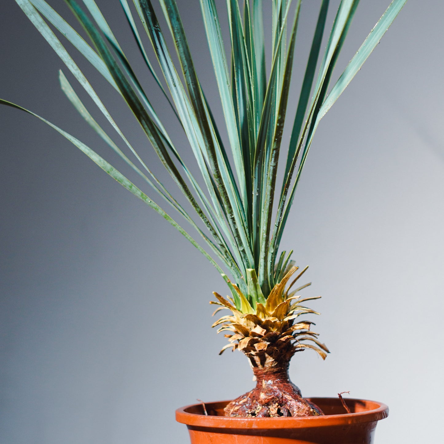 沖縄発送】 ユッカ・ロストラータ | Yucca rostrata – LAND KNOT PLANTS