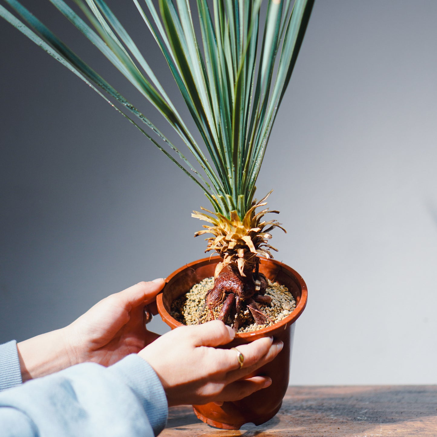 沖縄発送】 ユッカ・ロストラータ | Yucca rostrata – LAND KNOT PLANTS
